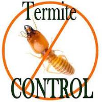 Termite Control Brisbane image 4